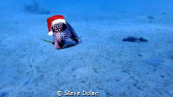 Merry Christmas Underwater Photographers by Steve Dolan 